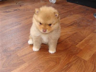Pomeranian Puppies in FL