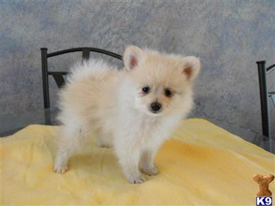 Pomeranian Puppies in FL