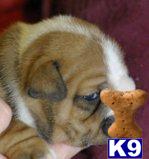 Puppies in KS