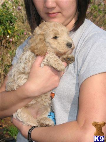 Puppies in CT