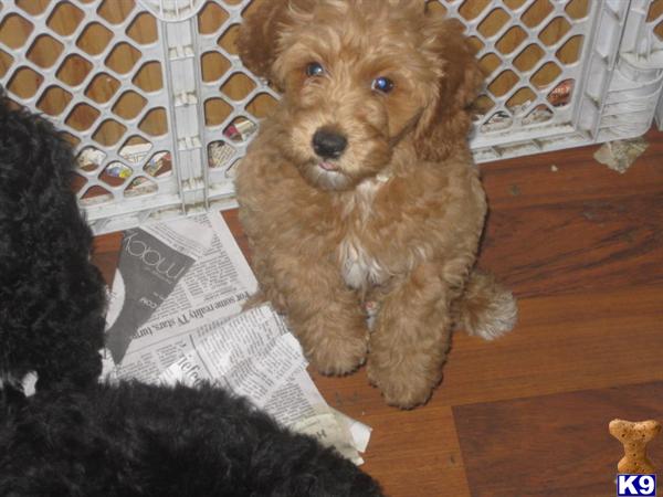 Puppies in CT