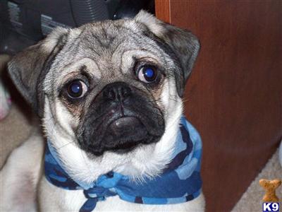 Stud Dogs - Pug