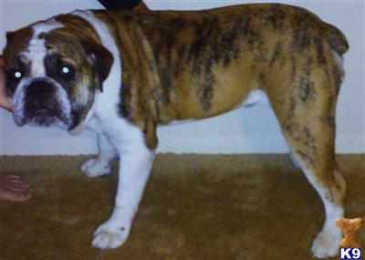 Stud Dogs - Old English Bulldog
