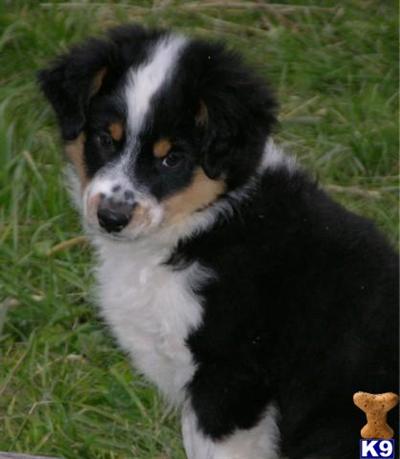 Puppies in MN