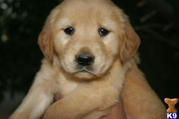Puppies in Cherry valley