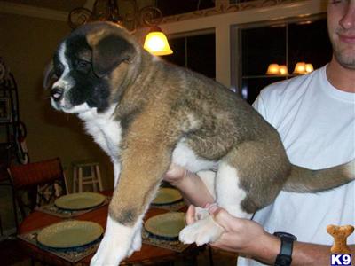 Akita Puppies for Sale