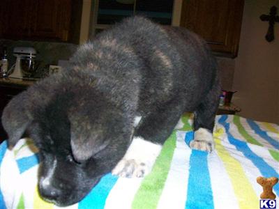 Akita Puppies for Sale
