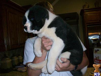 Akita Puppies for Sale