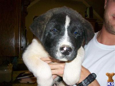 Akita Puppies for Sale