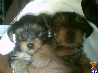 Puppies in Jacksonville