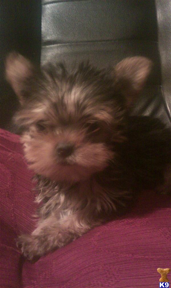 Puppies in Jacksonville