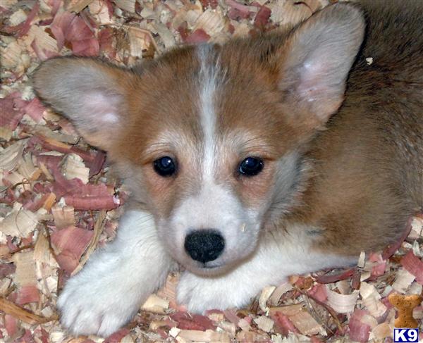 Pembroke Welsh Corgi Puppies