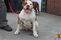 American Bandogge Mastiff