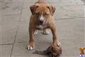 American Bandogge Mastiff