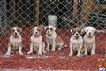 American Bandogge Mastiff