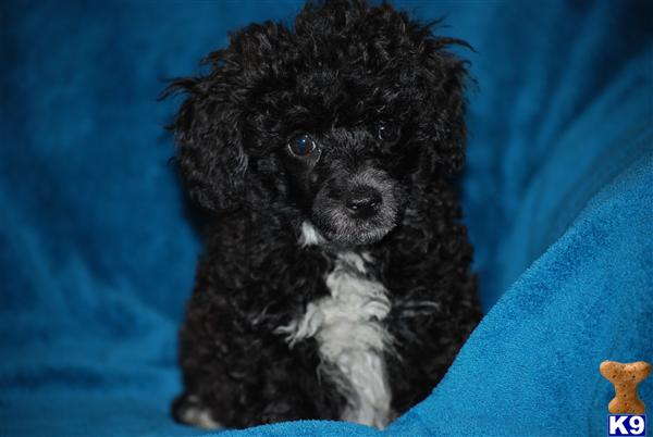 Poodle Puppies in FL