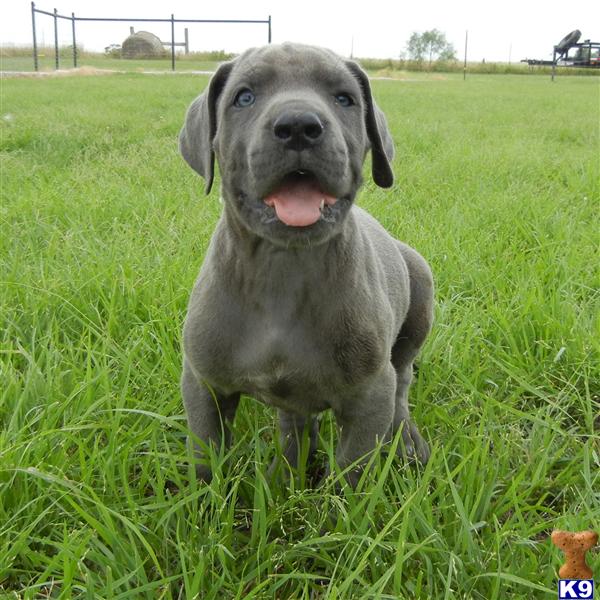Great Dane Puppies in TX