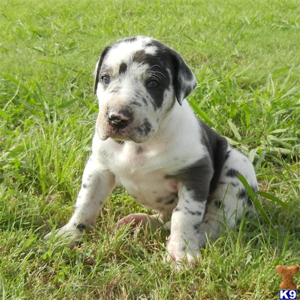 Great Dane Puppies in TX