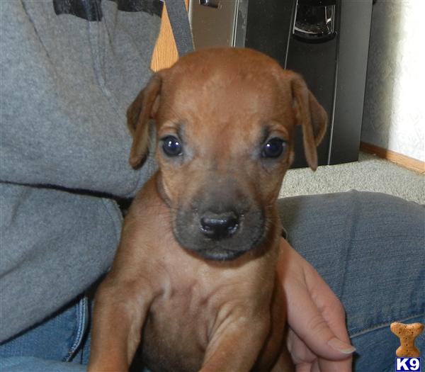 Rhodesian Ridgeback Puppies
