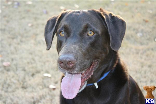 Stud Dogs - Labrador Retriever