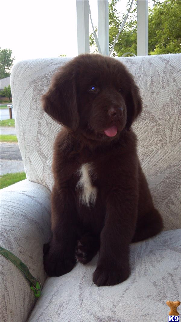 Newfoundland Puppies