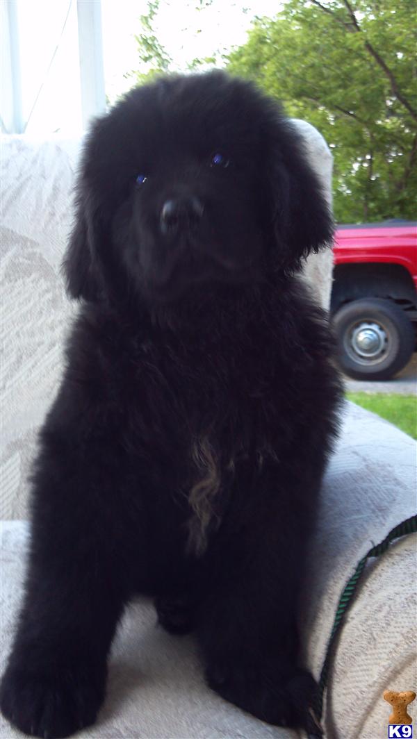 Newfoundland Puppies