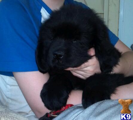 Newfoundland Puppies