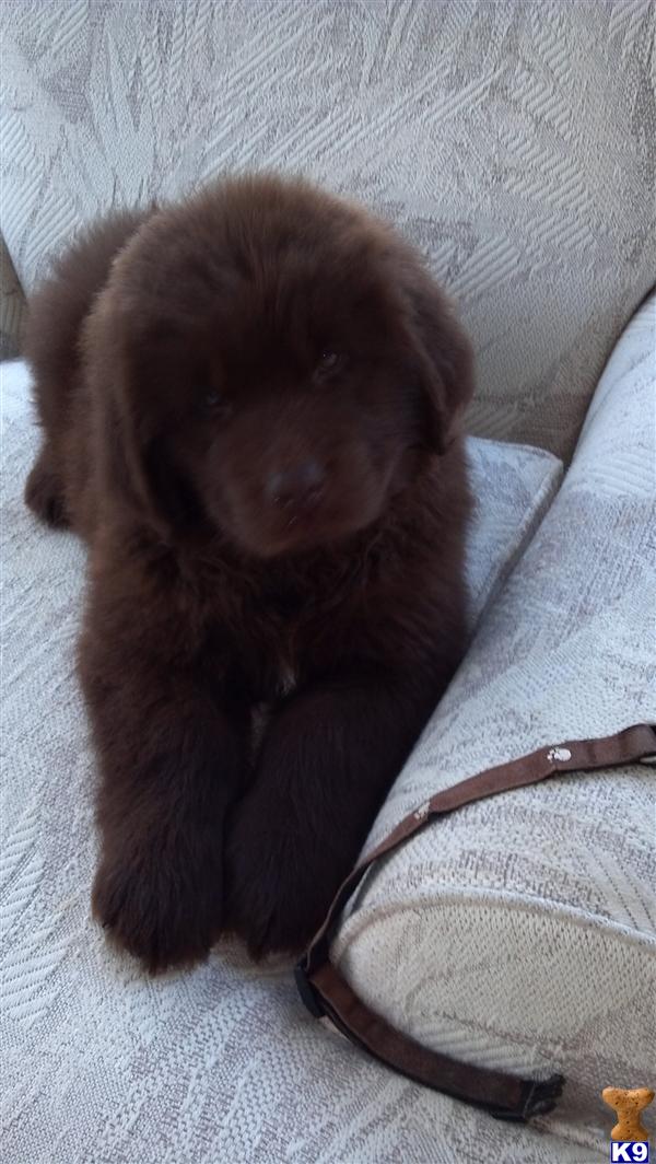 Newfoundland Puppies