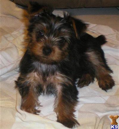 Puppies in Deltona