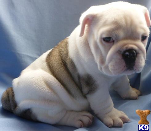 English Bulldog Puppies