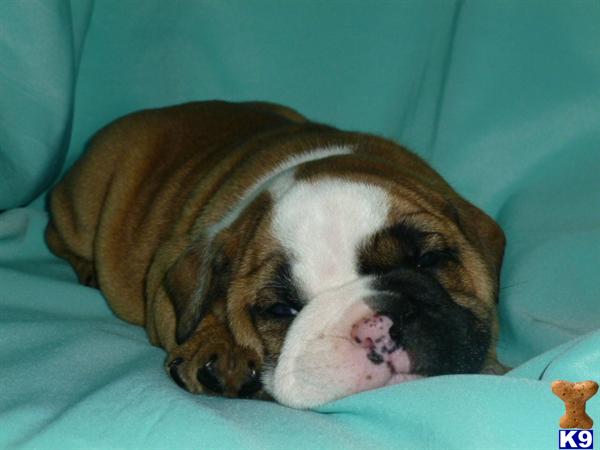 English Bulldog Puppies