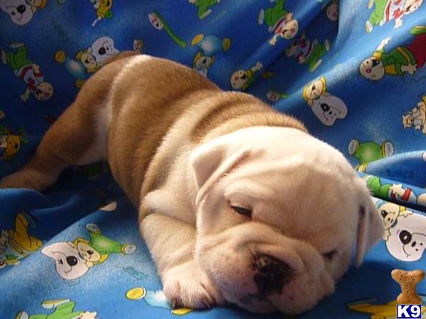 English Bulldog Puppies