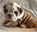 English Bulldog