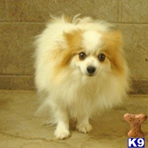 Dogs for Sale