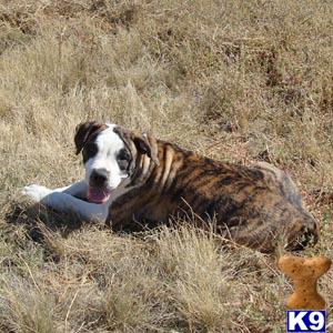 American Bulldog Puppies in CO