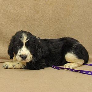 English Springer Spaniel Puppies for Sale