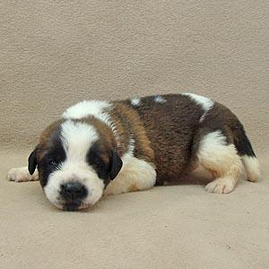 Puppies in CO