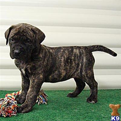 Puppies in Hasty