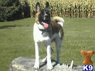 Stud Dogs - Akita