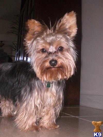 Stud Dogs - Yorkshire Terrier