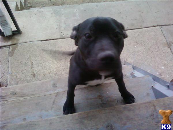 Puppies in Reading