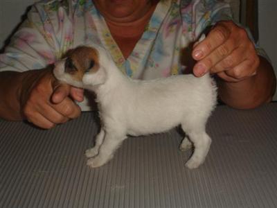 Puppies in NJ
