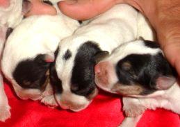Puppies in NJ