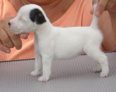 Parson Russell Terrier Puppies for Sale