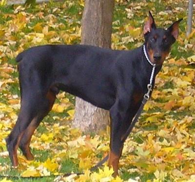 Stud Dogs in IL