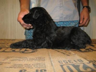 Giant Schnauzer Puppies for Sale