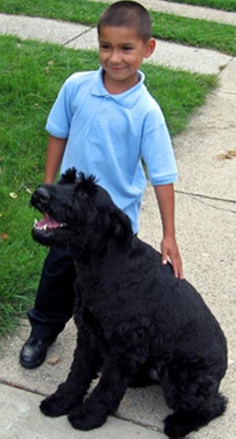 Dogs for Sale in IL