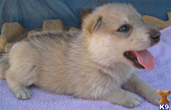Puppies in Escondido