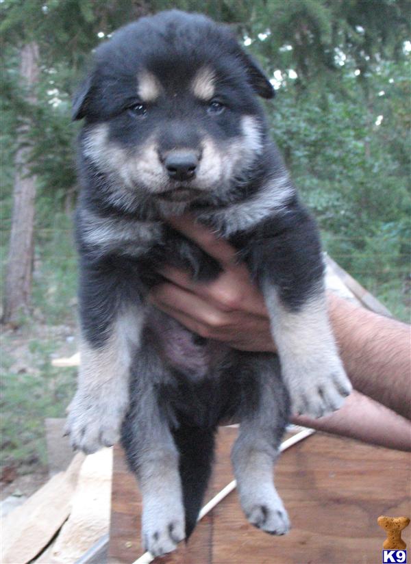 Puppies in Escondido
