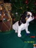 English Toy Spaniel